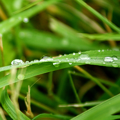 Drops, par Xavier E. G. Dierick